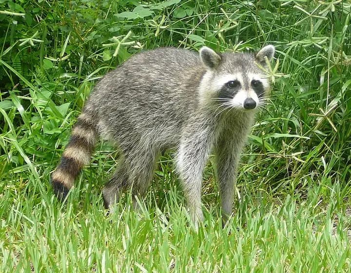 Foto real: Procyon