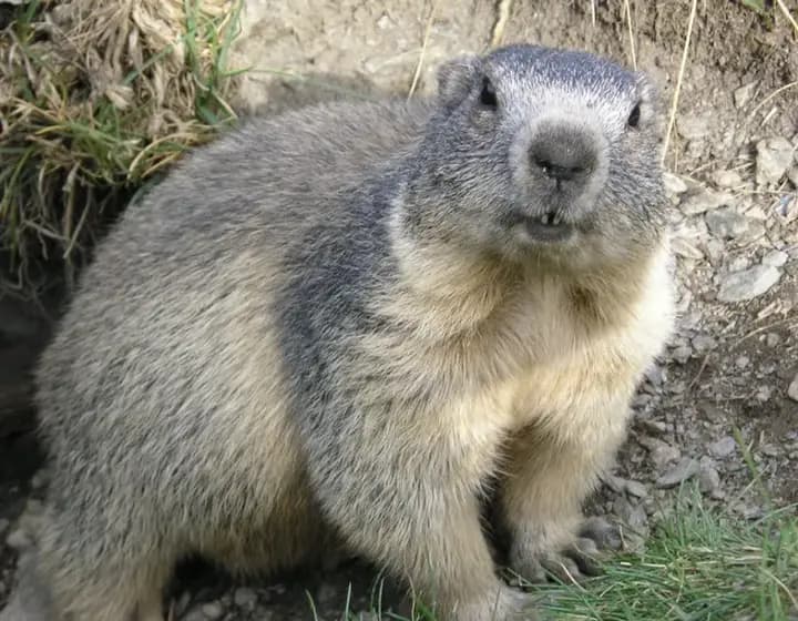 Foto real: Marmota marmota