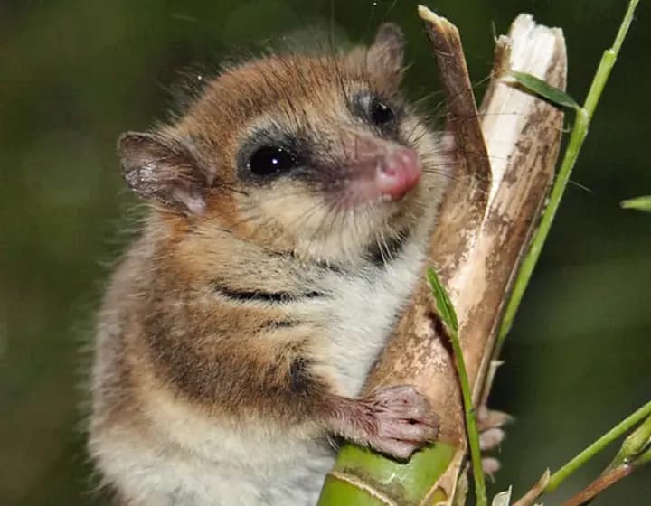 Foto real: Dromiciops gliroides