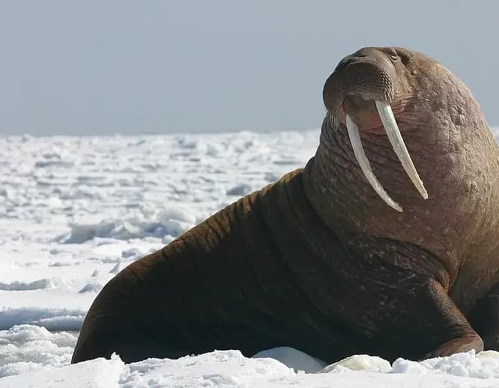 Foto real: Odobenus rosmarus