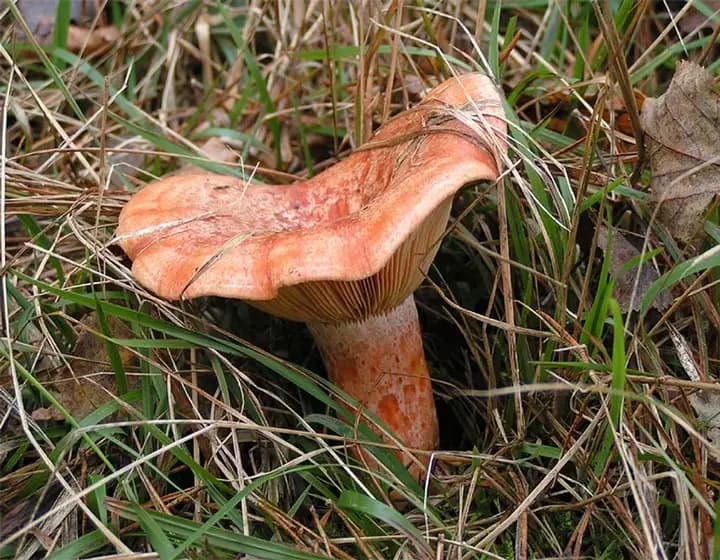 Foto real: Lactarius deliciosus