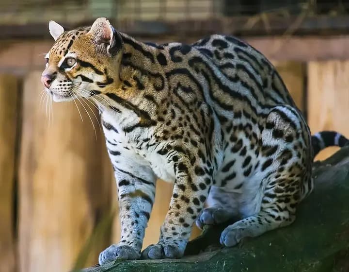 Foto real: Leopardus pardalis