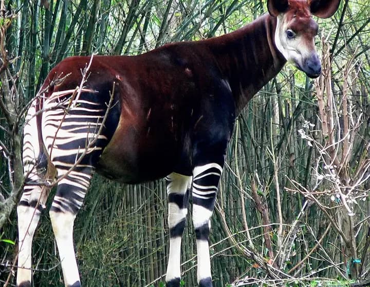 Foto real: Okapia johnstoni
