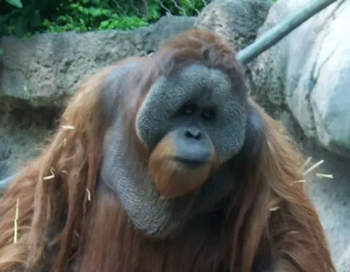 Foto real: Pongo pygmaeus