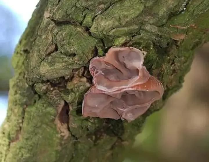 Foto real: Auricularia auricula-judae
