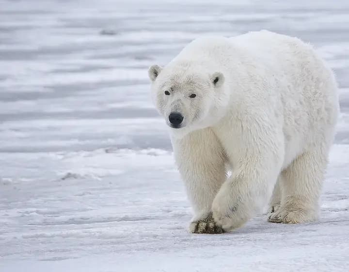Foto real: Ursus maritimus