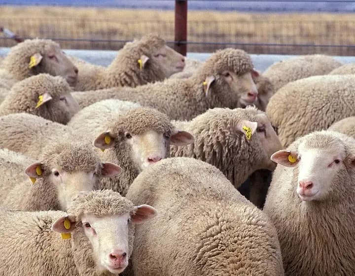 Foto real: Ovis orientalis aries