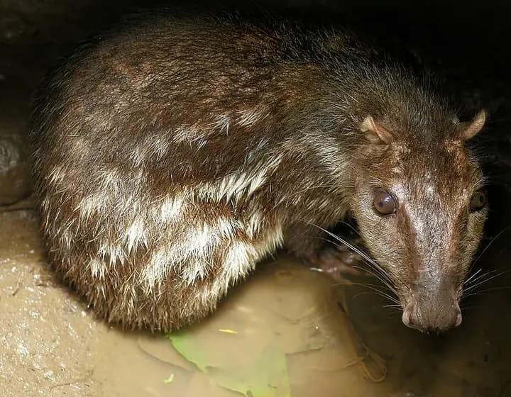 Foto real: Cuniculus paca