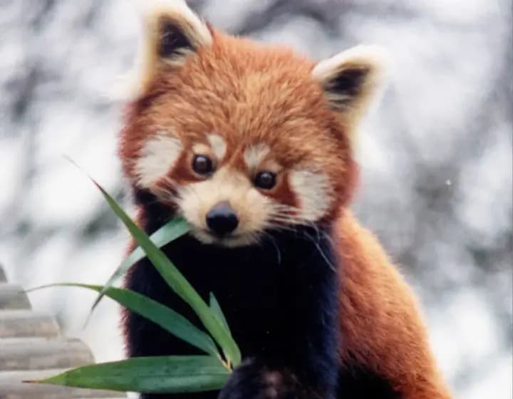 Foto real: Ailurus fulgens