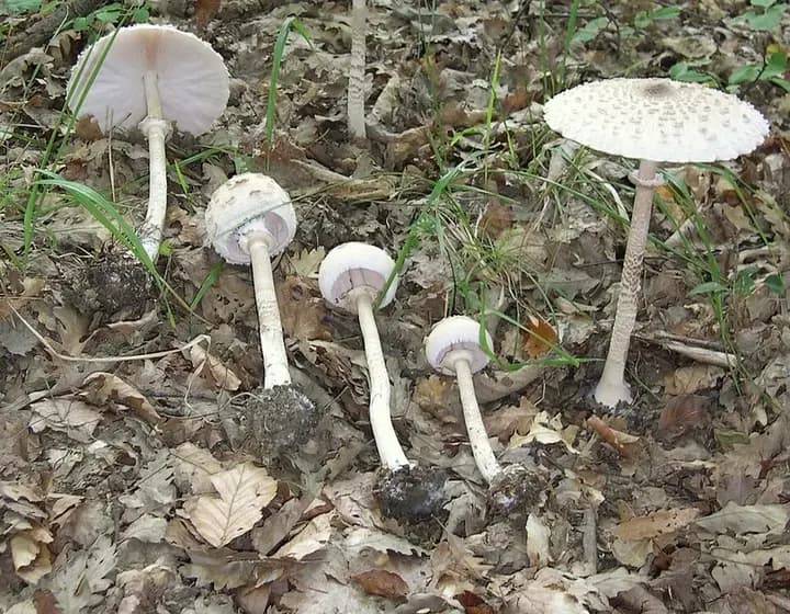 Foto real: Macrolepiota procera