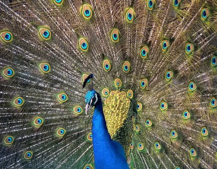 Foto real: Pavo cristatus