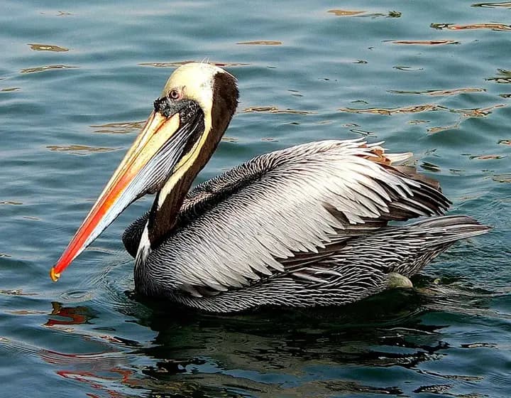 Foto real: Pelecanus thagus
