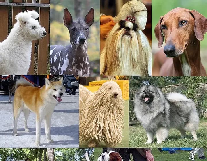 Foto real: Canis familiaris