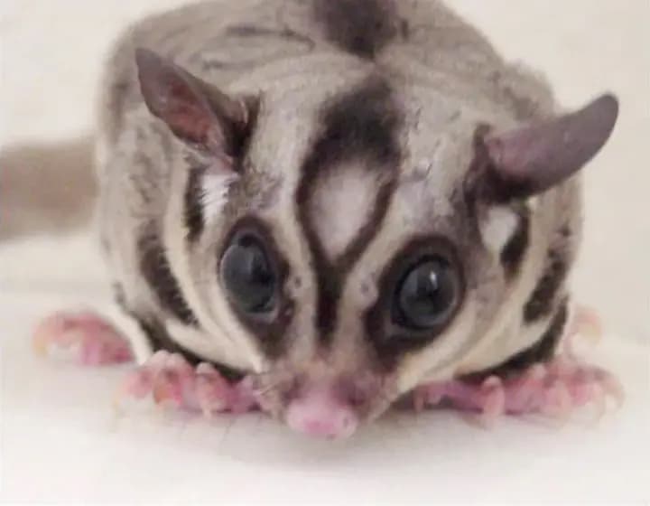Foto real: Petaurus breviceps