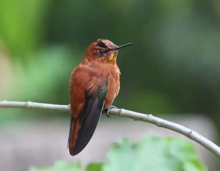 Foto real: Sephanoides fernandensis