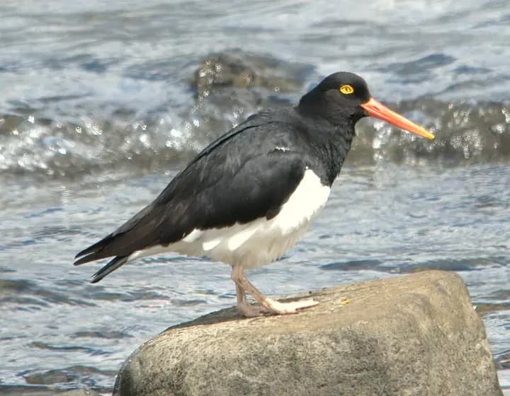 Foto real: Haematopus leucopodus
