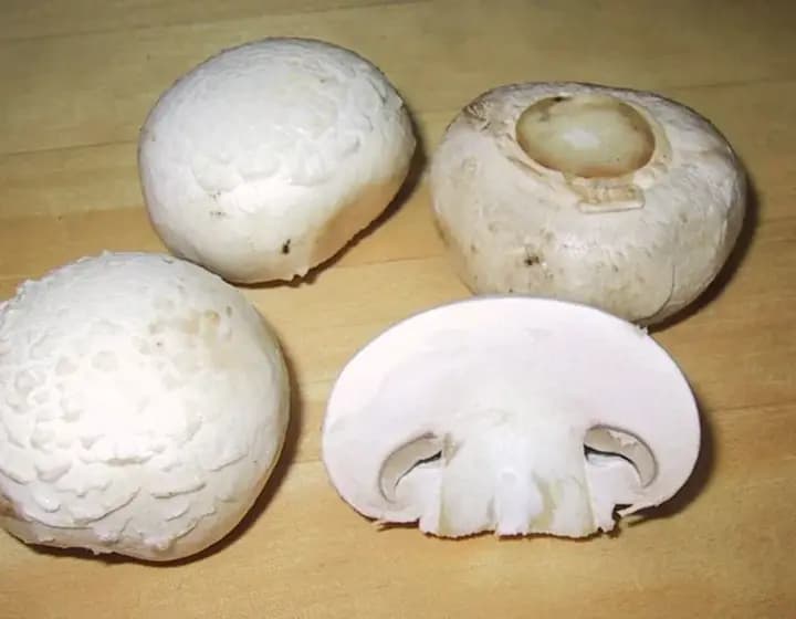 Foto real: Agaricus bisporus