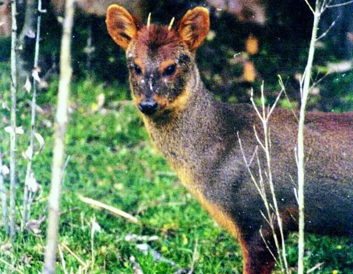 Foto real: Pudu