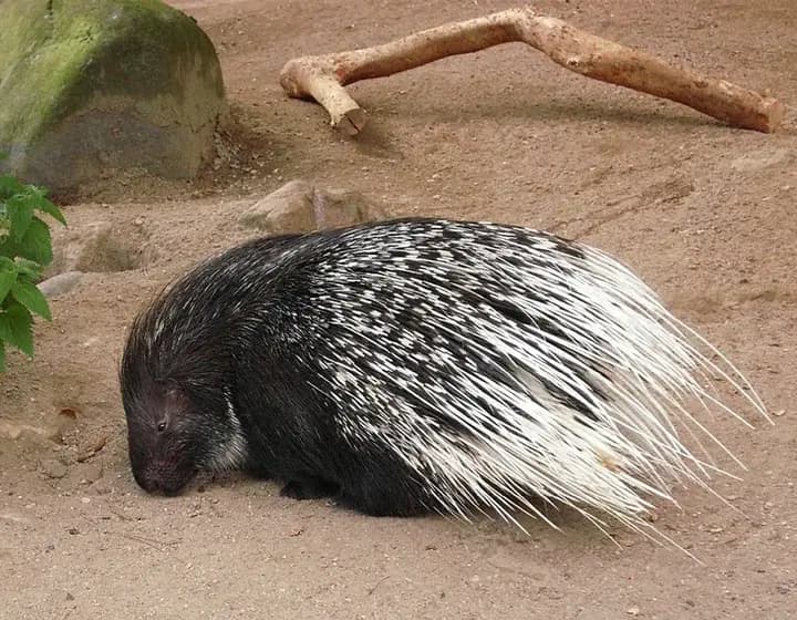 Foto real: Hystrix cristata