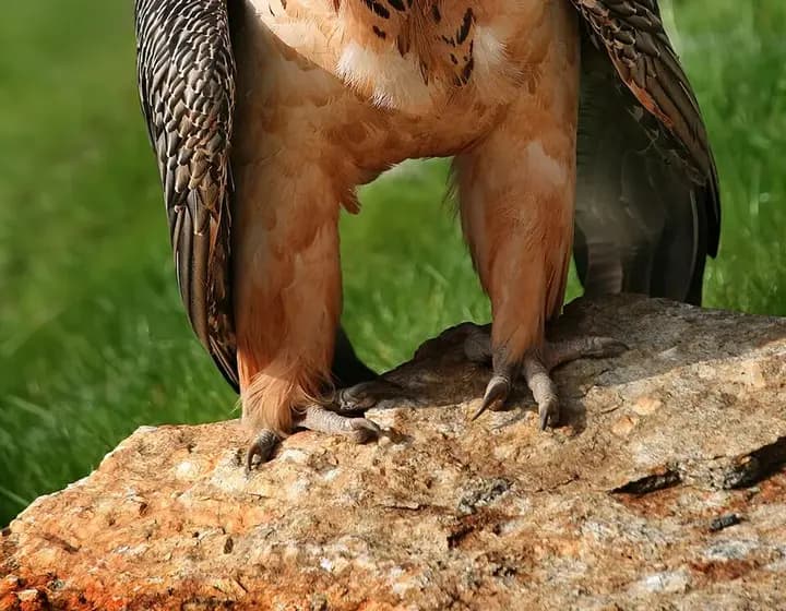 Foto real: Gypaetus barbatus