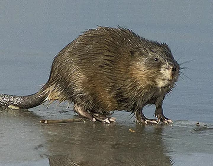 Foto real: Ondatra zibethicus