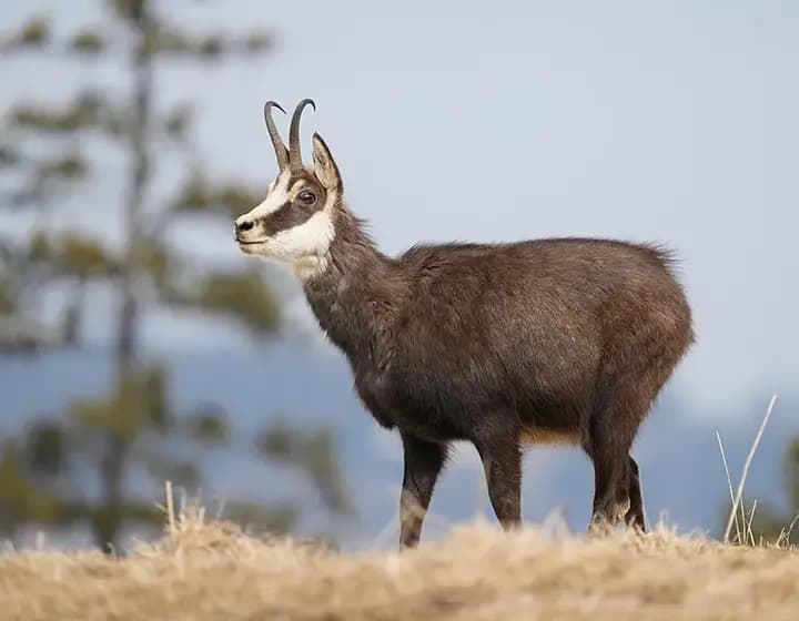 Foto real: Rupicapra rupicapra