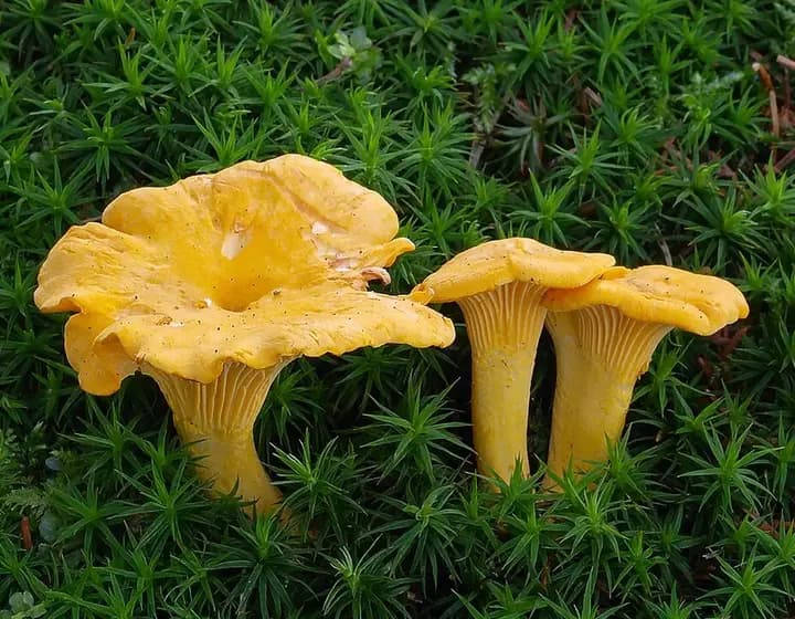 Foto real: Cantharellus cibarius