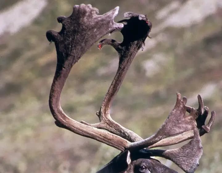 Foto real: Rangifer tarandus