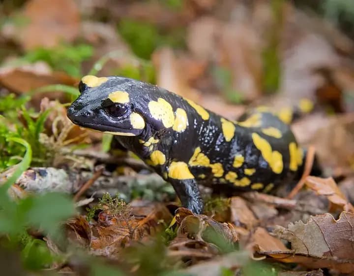 Foto real: Salamandra salamandra