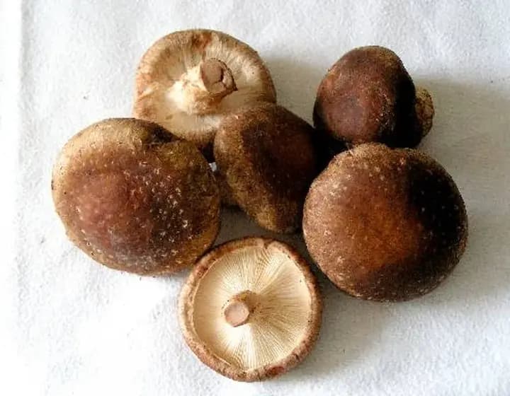Foto real: Lentinula edodes