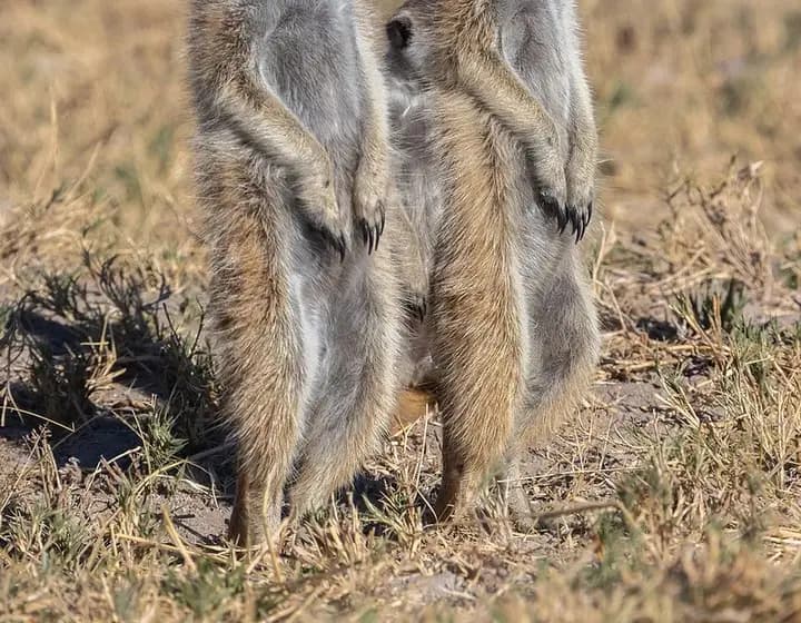 Foto real: Suricata suricatta