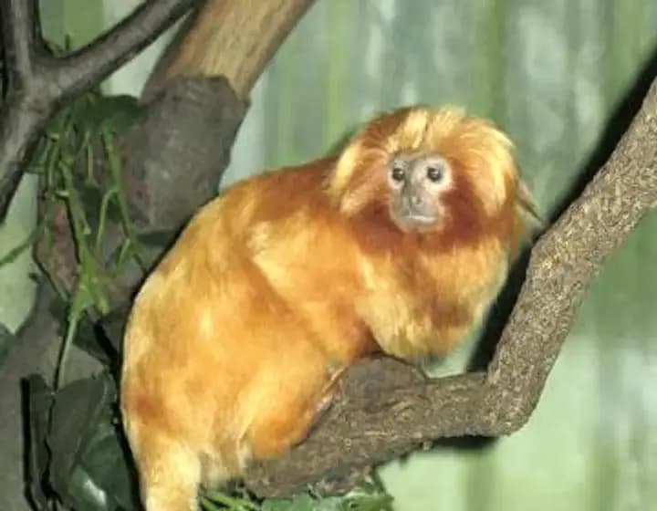 Foto real: Leontopithecus rosalia