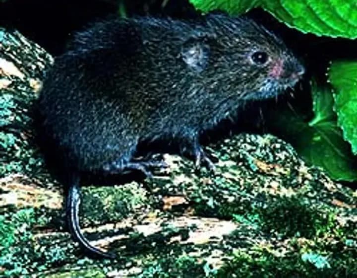 Foto real: Arvicolinae