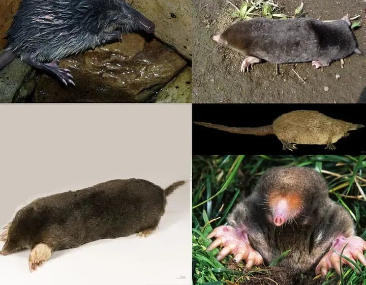 Foto real: Talpidae