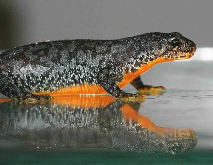 Foto real: Ichthyosaura alpestris