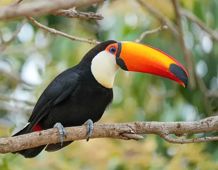 Foto real: Ramphastos toco