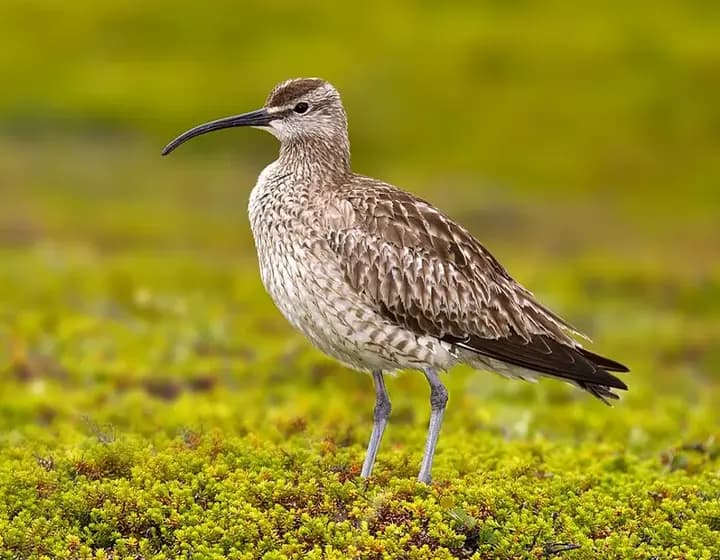 Foto real: Numenius phaeopus