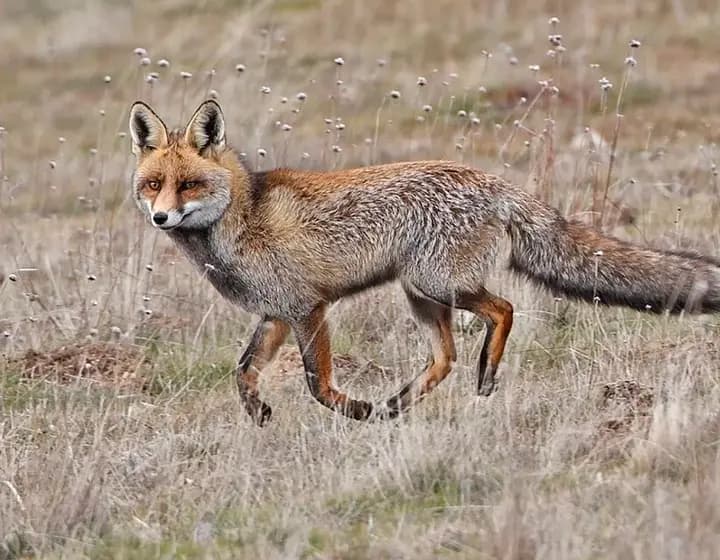 Foto real: Vulpes vulpes