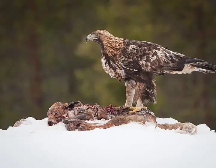 Foto real: Aquila chrysaetos