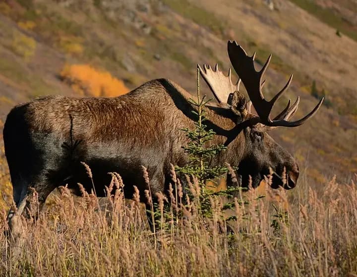 Foto real: Alces alces
