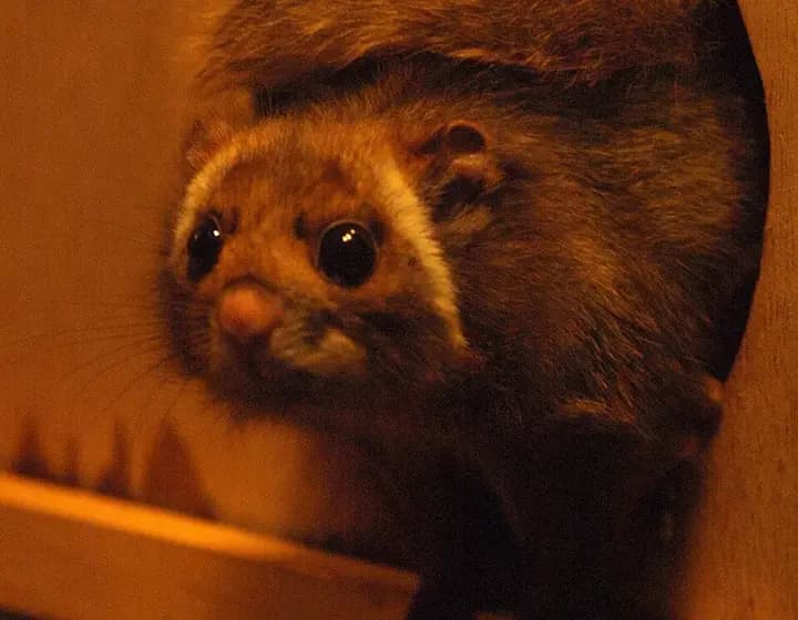 Foto real: Petaurista leucogenys