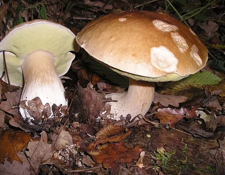Foto real: Boletus edulis