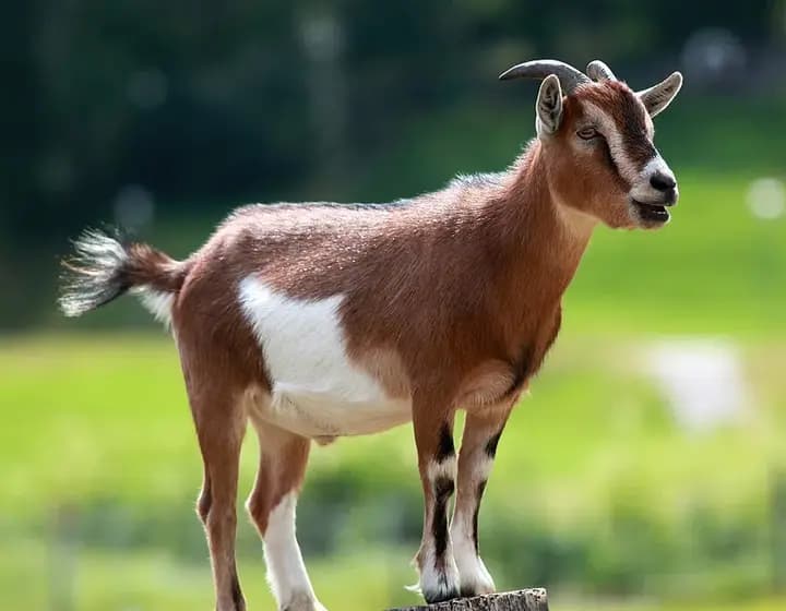 Foto real: Capra aegagrus hircus