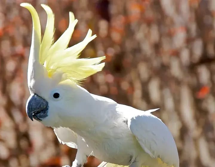 Foto real: Cacatua galerita
