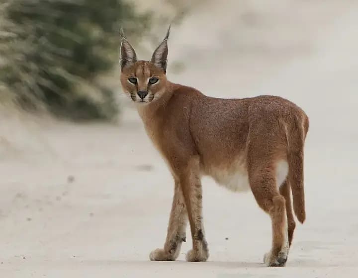 Foto real: Caracal caracal