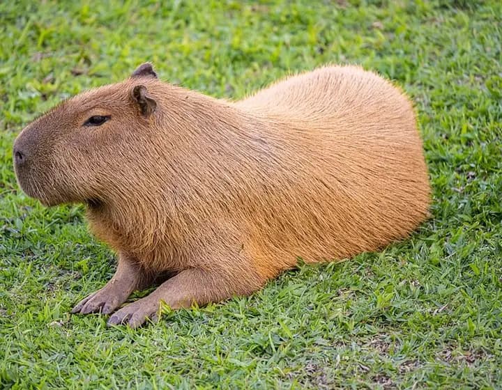 Foto real: Hydrochoerus hydrochaeris