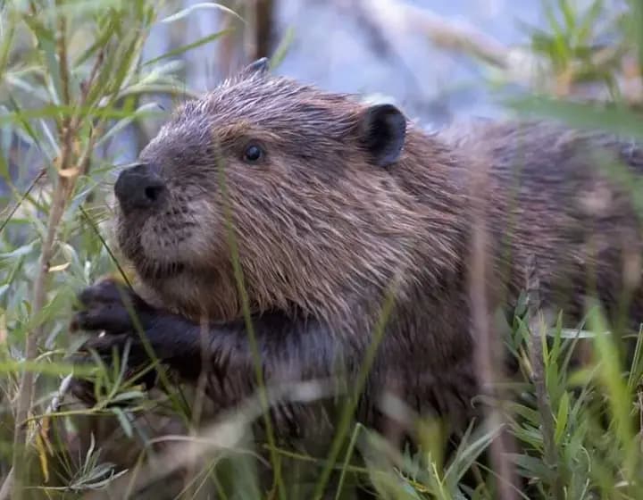 Foto real: Castor