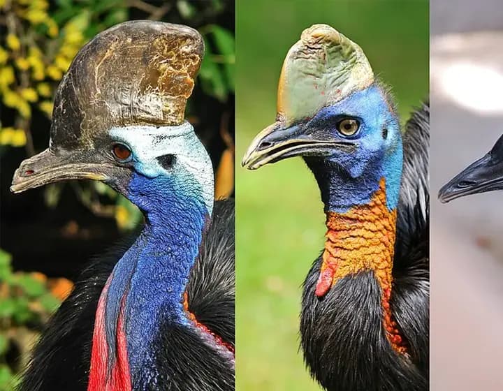 Foto real: Casuarius