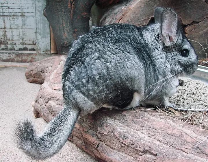 Foto real: Chinchilla (animal)
