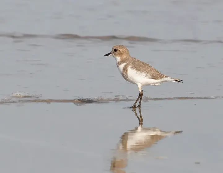 Foto real: Charadrius falklandicus